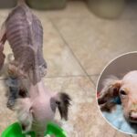 Left to Die in a Freezer: The Unbelievable Survival of Puppy Toko