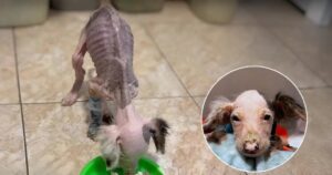 Read more about the article Left to Die in a Freezer: The Unbelievable Survival of Puppy Toko