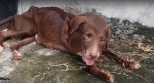 Read more about the article An Inspiring Dog Story That Proves Love Always Wins: Vida’s Journey