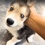 A Blind Puppy’s Fight for Light and Love Will Melt Your Heart