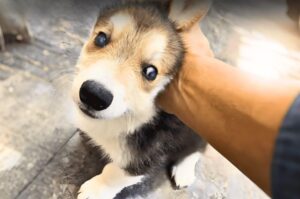 Read more about the article A Blind Puppy’s Fight for Light and Love Will Melt Your Heart