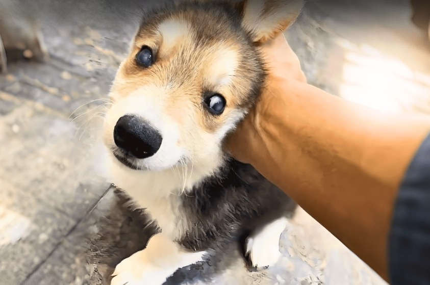 You are currently viewing A Blind Puppy’s Fight for Light and Love Will Melt Your Heart
