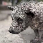 Heartbreaking to Heartwarming: The Incredible Dog Rescue Story of Bowling
