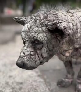 Read more about the article Heartbreaking to Heartwarming: The Incredible Dog Rescue Story of Bowling