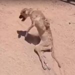 She bit a Kitten — Her Owner Beat her, paralyzed her, and Left Her to Die Until We Found Her-heartbreaking puppy rescue story