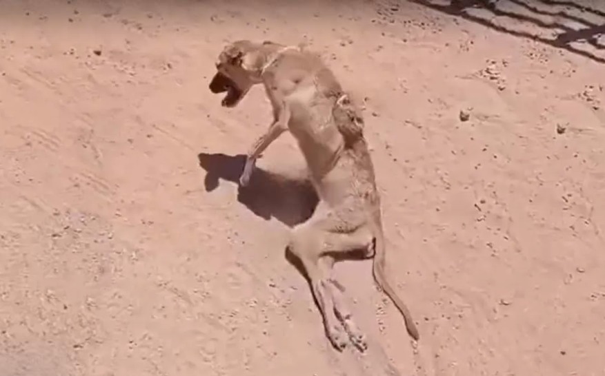 Read more about the article She bit a Kitten — Her Owner Beat her, paralyzed her, and Left Her to Die Until We Found Her-heartbreaking puppy rescue story