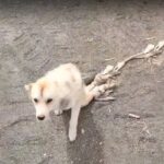 An Inspirational Dog Story: The Dog Who Crawled Alone Until Love Found Him