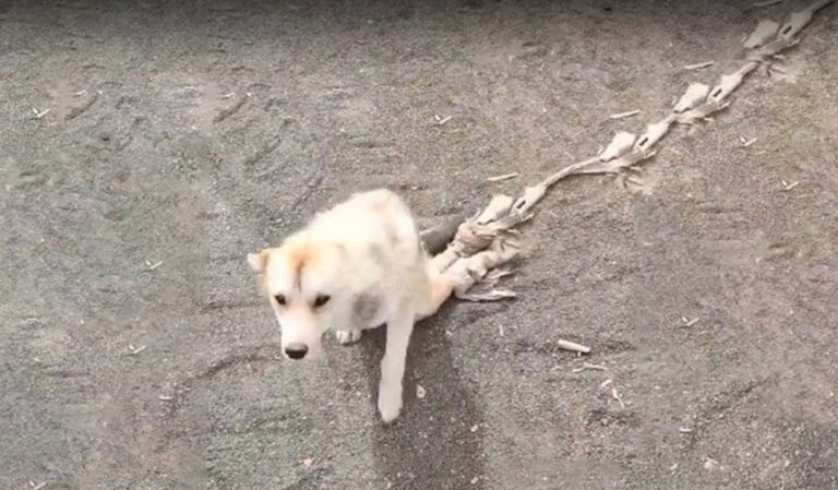 inspirational dog story