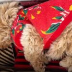An Abandoned Puppy Milk Tea’s  Rescue—Funded by a Boy’s Pocket Money