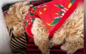 Read more about the article An Abandoned Puppy Milk Tea’s  Rescue—Funded by a Boy’s Pocket Money