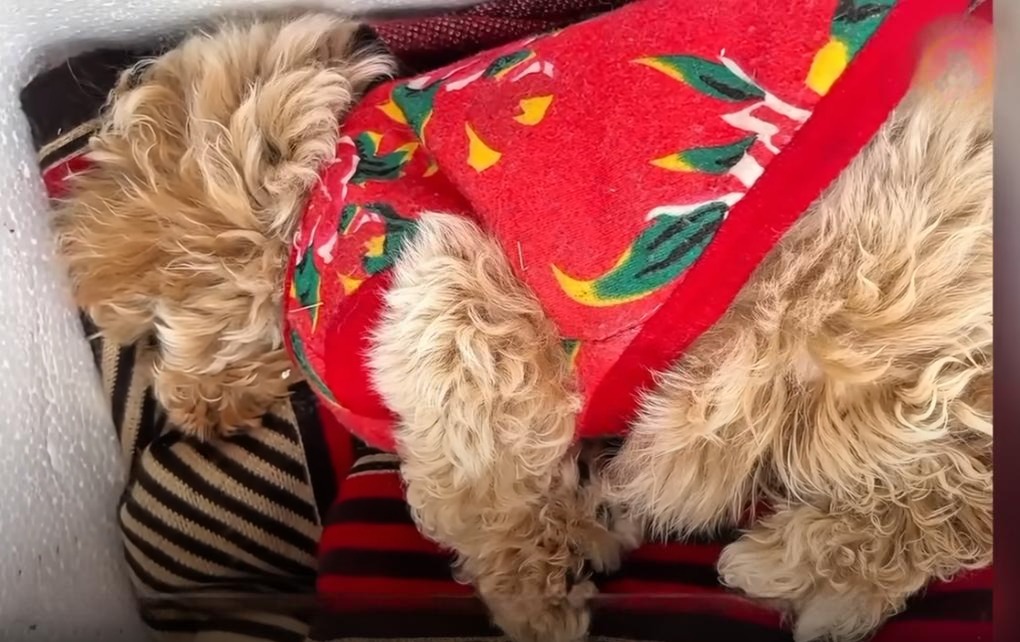 Read more about the article An Abandoned Puppy Milk Tea’s  Rescue—Funded by a Boy’s Pocket Money