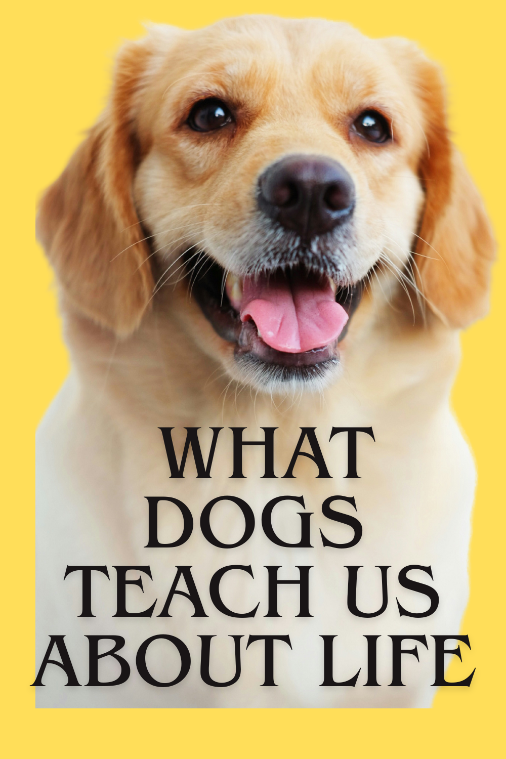 Read more about the article 10 Amazing Life Lessons What Dogs Teach Us About Life