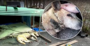 Read more about the article Lucky’s Rescue Story: From 14 Years in Chains to Freedom, Love, and Healing