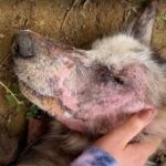 Collapsed in a Backyard, Now Running Free: Jake’s Rescue Story