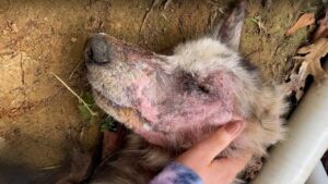 Read more about the article Collapsed in a Backyard, Now Running Free: Jake’s Rescue Story
