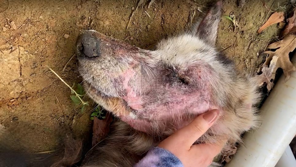 You are currently viewing Collapsed in a Backyard, Now Running Free: Jake’s Rescue Story