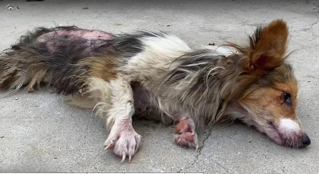 Read more about the article Little Lucky’s Story: From Cruelty and Pain to Love and Hope
