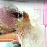 The Dog Left to Die With a Tumor—Lucky’s Survival Story Will Leave You in Tears
