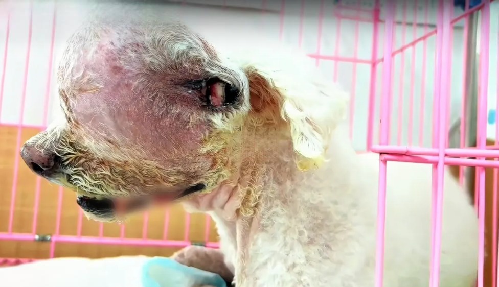 Read more about the article The Dog Left to Die With a Tumor—Lucky’s Survival Story Will Leave You in Tears