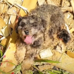 From Lonely Stray to Beloved Pet: Nana’s Heartwarming Rescue Story