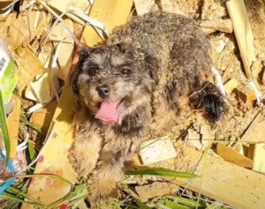 Read more about the article From Lonely Stray to Beloved Pet: Nana’s Heartwarming Rescue Story