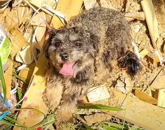 Read more about the article From Lonely Stray to Beloved Pet: Nana’s Heartwarming Rescue Story