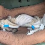 From Skin and Bones to Hope: Raider’s Fight for Life