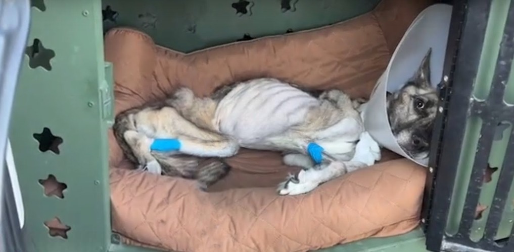 You are currently viewing From Skin and Bones to Hope: Raider’s Fight for Life