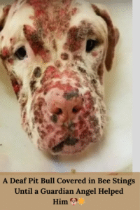 Read more about the article Stinger’s Story: Deaf, Stung by Bees, and Abandoned But Love Saved His Life