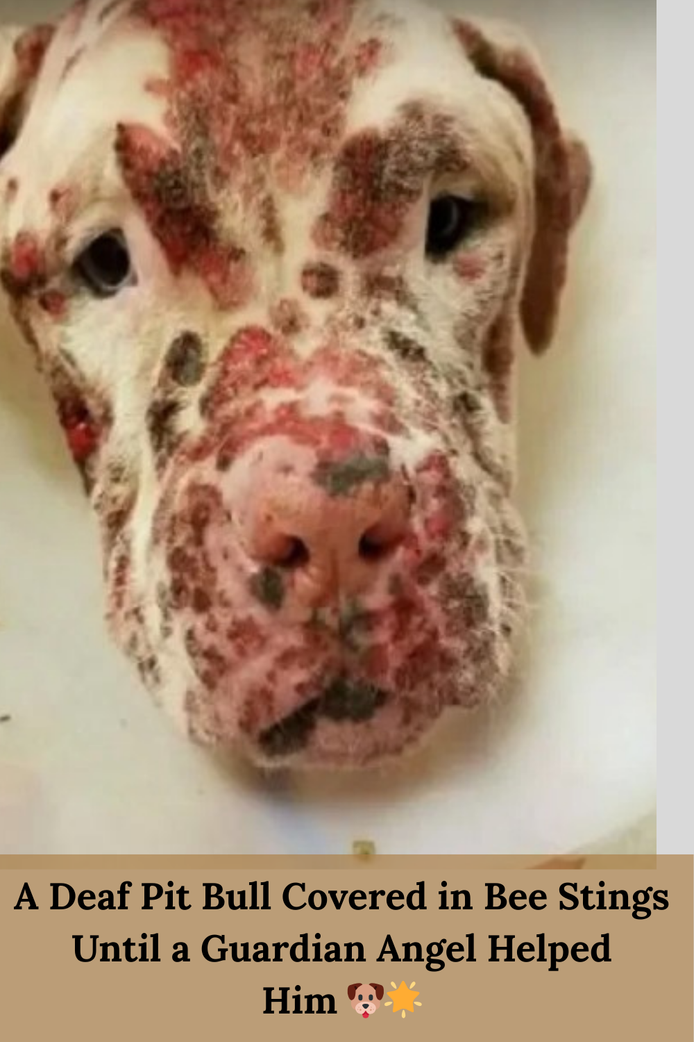 Read more about the article Stinger’s Story: Deaf, Stung by Bees, and Abandoned But Love Saved His Life