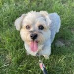 What Happens to Pet’s Soul After Death?