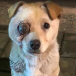 Captain’s Story: The One-Eyed Dog Who Taught a Student the Power of Kindness