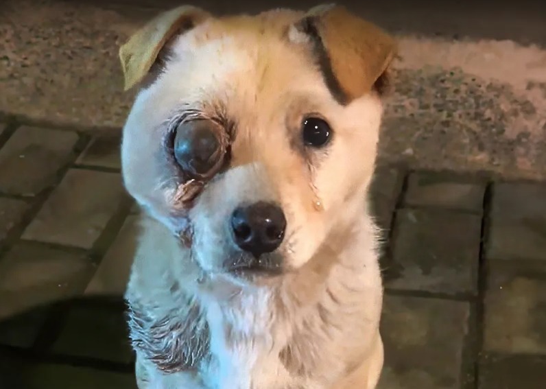 Read more about the article Captain’s Story: The One-Eyed Dog Who Taught a Student the Power of Kindness