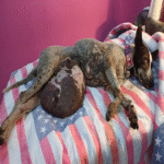 Starved, Pregnant, and Left to Die — A Mother Dog’s Miraculous Rescue and Her Fight for Life