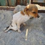 The Forgotten Birthday: A Stray Dog’s Wish That Finally Came True