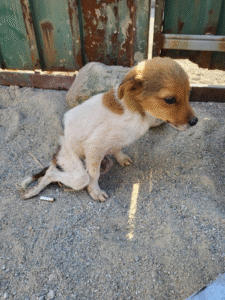 Read more about the article The Forgotten Birthday: A Stray Dog’s Wish That Finally Came True