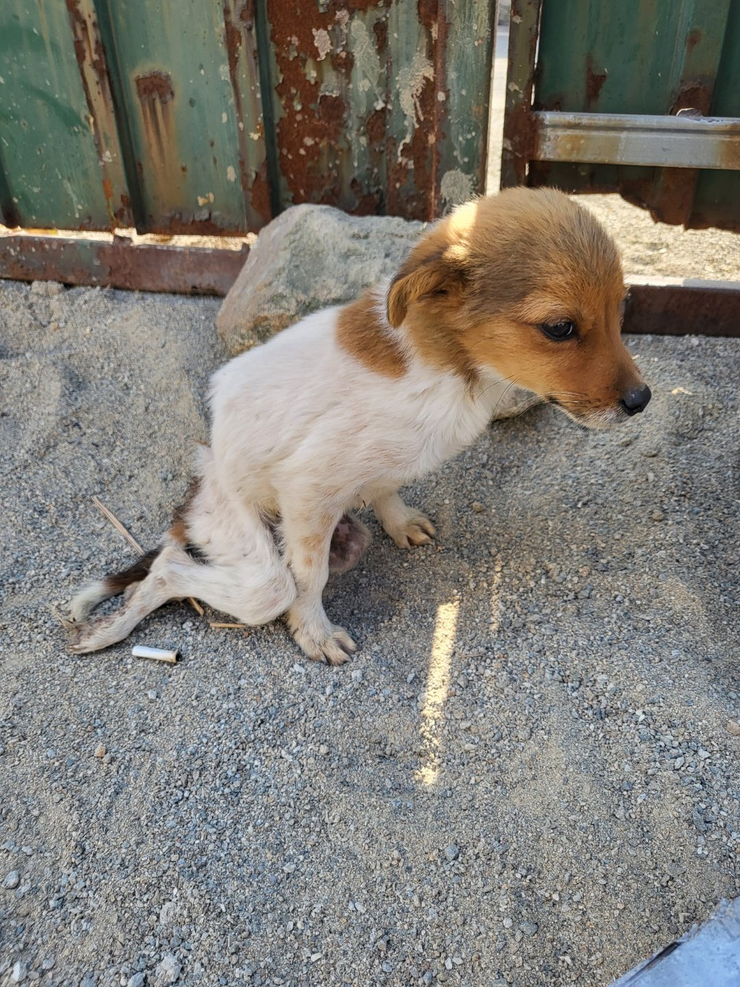 Read more about the article The Forgotten Birthday: A Stray Dog’s Wish That Finally Came True