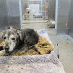 19-Year-Old Dog Transforms into Playful Puppy After Being Saved from a Shelter