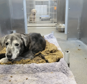 Read more about the article 19-Year-Old Dog Transforms into Playful Puppy After Being Saved from a Shelter