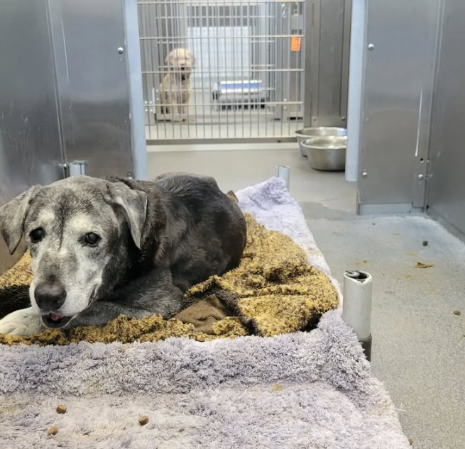 You are currently viewing 19-Year-Old Dog Transforms into Playful Puppy After Being Saved from a Shelter