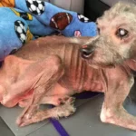 From Starvation to Survival: Beni’s Heartbreaking Journey Back to Life