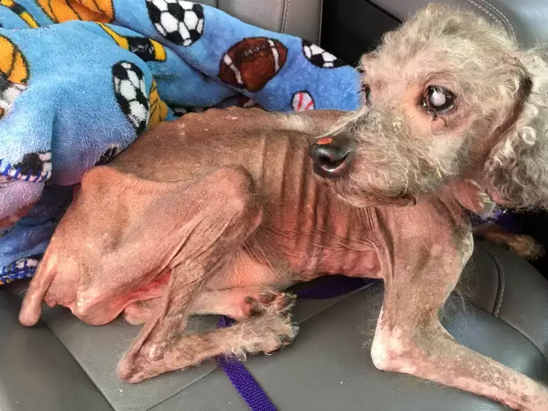 You are currently viewing From Starvation to Survival: Beni’s Heartbreaking Journey Back to Life
