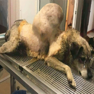 Read more about the article From Desperation to Hope: Bunica’s Incredible Rescue and Journey to Healing