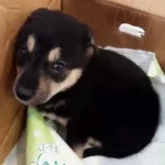 From Abuse to Joy: Enzo’s Incredible Journey of Survival and Love