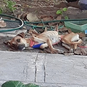 Read more about the article From Pain to Freedom: Eva’s Inspiring Journey from Paralysis to Joyful New Life in Canada