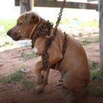 From Abandonment to Belonging: Harry’s 11th Birthday Miracle 🎂