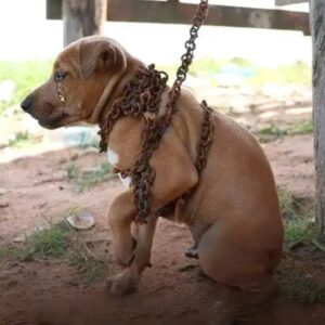 Read more about the article From Abandonment to Belonging: Harry’s 11th Birthday Miracle 🎂