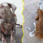 Zelda’s Second Sunrise: From Chains to a Life Full of Love