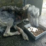 From Starvation to Strength: Hope the Husky’s Incredible Journey of Survival and Love