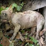 From Trash to Treasure: The Miracle Journey of Mami the French Bulldog